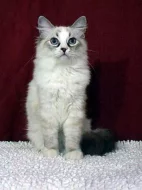 Ragdoll koťátka