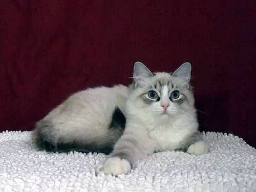 Ragdoll koťátka