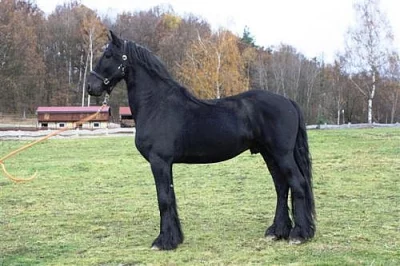 Fríští koně