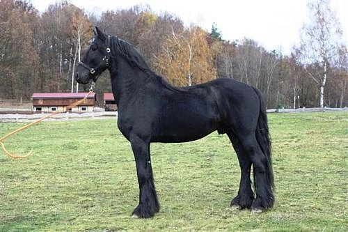 Fríští koně