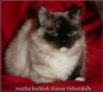koťátka Ragdoll s PP