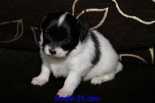 Papillon štěňata