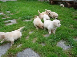 Zlatý retriever