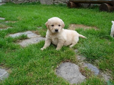 Zlatý retriever