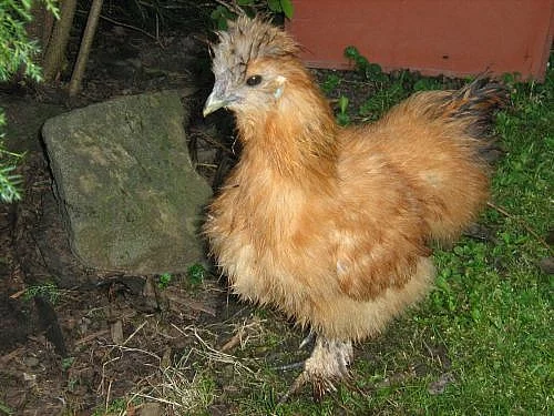 Hedvábničky