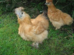 Hedvábničky