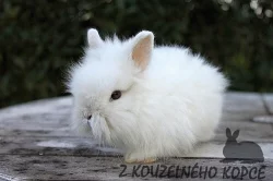Luxusní teddy králíčci s rodokmenem