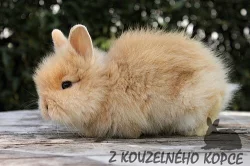 Luxusní teddy králíčci s rodokmenem