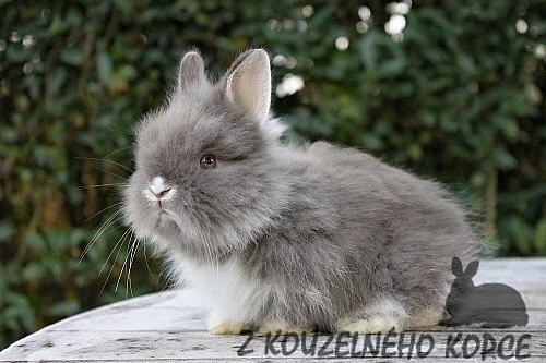 Luxusní teddy králíčci s rodokmenem