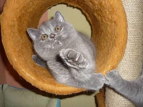 Krásná baculatá kočička