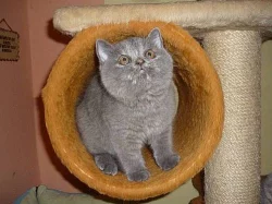 Krásná baculatá kočička