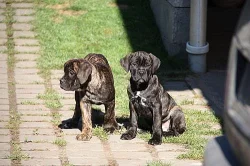cane corso