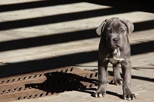 cane corso