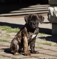cane corso