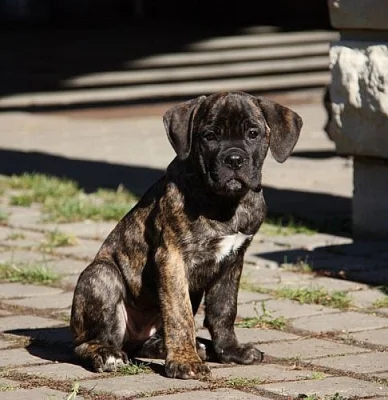 cane corso