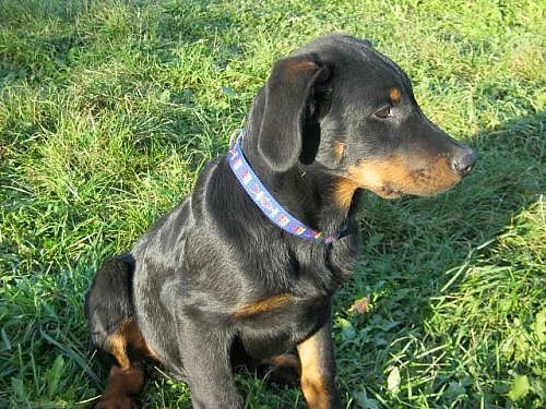Beauceron s PP-super cena