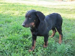 Beauceron s PP-super cena