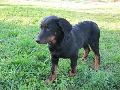 Beauceron s PP-super cena