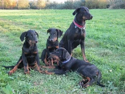Beauceron s PP-super cena