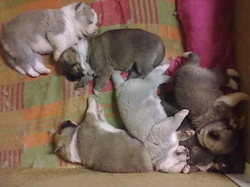 Akita Inu