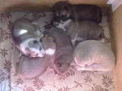 Akita Inu