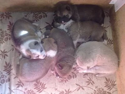 Akita Inu