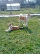 Akita Inu