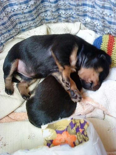 Pražský krysařík