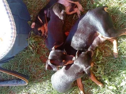 Pražský krysařík