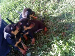 Pražský krysařík