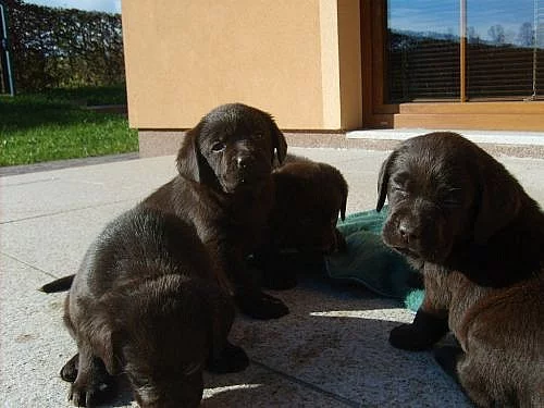 LABRADOR RETRIEVER