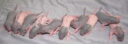 Potkaní prcci k odběru