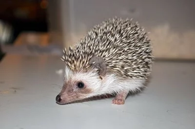 Ježek bělobřichý - Atelerix albiventris -