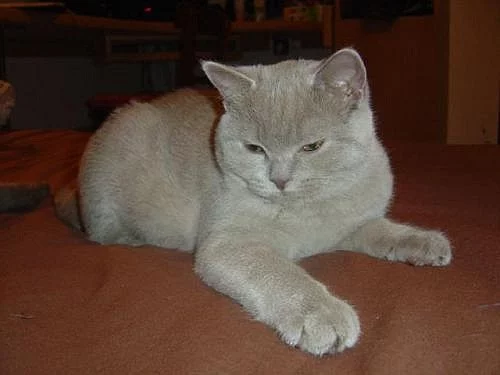 Britská koťátka s PP