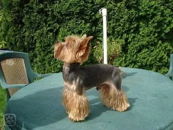 JORKŠÍRSKÝ TERIÉR KE KRYTÍ