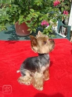 JORKŠÍRSKÝ TERIÉR KE KRYTÍ