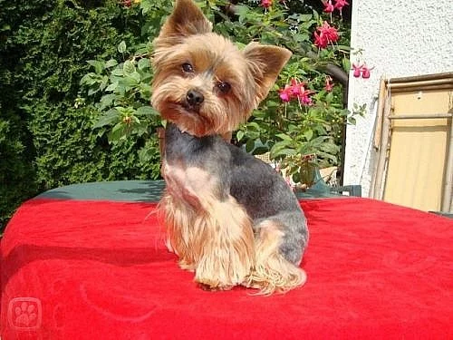 JORKŠÍRSKÝ TERIÉR KE KRYTÍ