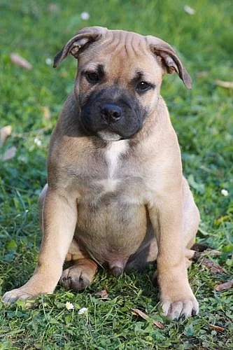Stafordšírský Bullterrier s PP