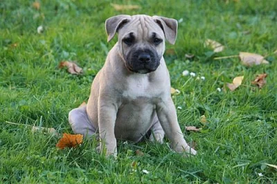 Stafordšírský Bullterrier s PP