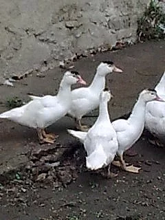 Kachny pižmovky