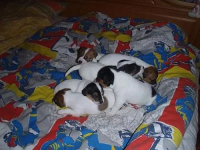 Štěňátka Jack russella teriera
