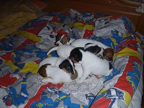 Štěňátka Jack russella teriera