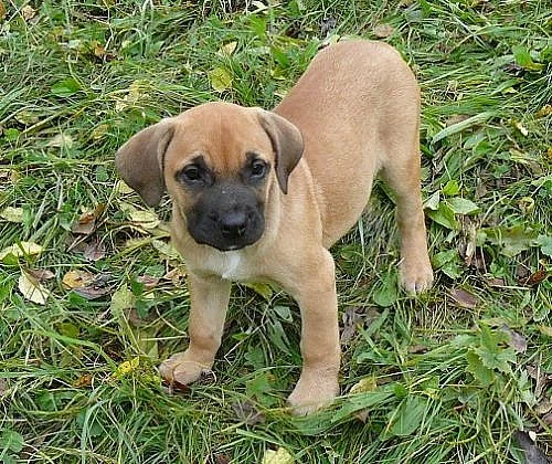 Presa canario - kanárská doga