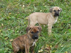 Presa canario - kanárská doga