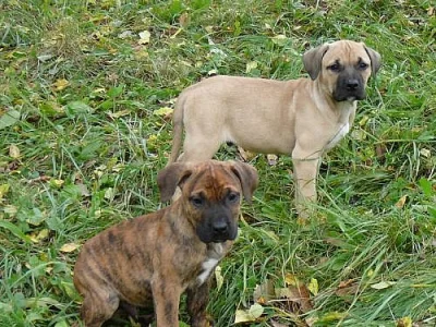Presa canario - kanárská doga