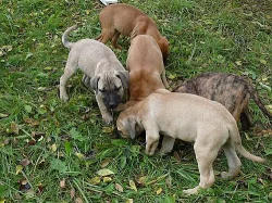Presa canario - kanárská doga