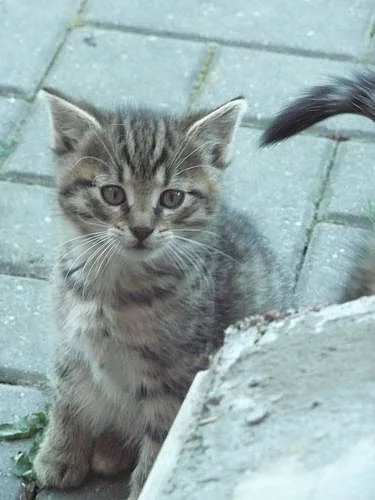 Daruji koťátka