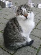 Daruji koťátka
