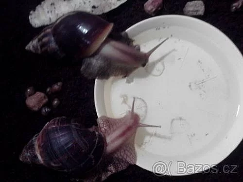 Achatina fulica