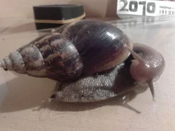 Achatina fulica